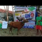 SAPI QURBAN 2020 No Sapi : 28