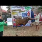 SAPI QURBAN 2020 No Sapi : 29