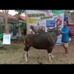 SAPI QURBAN 2020 No Sapi : 31