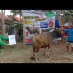 SAPI QURBAN 2020 No Sapi : 35