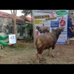 SAPI QURBAN 2020 No Sapi : 43