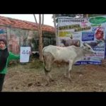 SAPI QURBAN 2020 No Sapi : 44