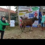 SAPI QURBAN 2020 No Sapi : 45