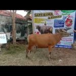 SAPI QURBAN 2020 No Sapi : 46