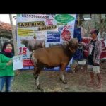 SAPI QURBAN 2020 No: 13