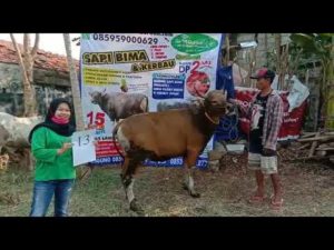 SAPI QURBAN 2020 No: 13