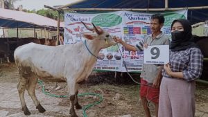 SAPI QURBAN JAKARTA 2022 No:09