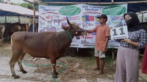 SAPI QURBAN JAKARTA 2022 No:11