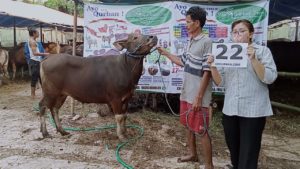 SAPI QURBAN JAKARTA 2022 No:22