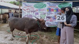 SAPI QURBAN JAKARTA 2022 No:26