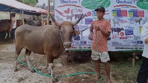 SAPI QURBAN JAKARTA 2022 No:29