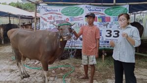 SAPI QURBAN JAKARTA 2022 No:33