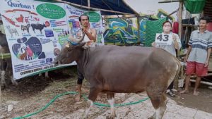 SAPI QURBAN JAKARTA 2022 No:43