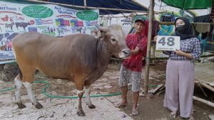 SAPI QURBAN JAKARTA 2022 No:48