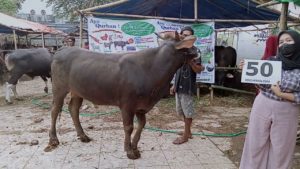 SAPI QURBAN JAKARTA 2022 No:50