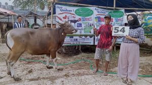 SAPI QURBAN JAKARTA 2022 No:54