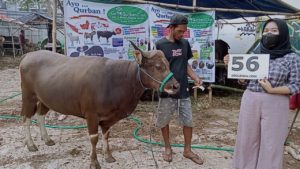 SAPI QURBAN JAKARTA 2022 No:56