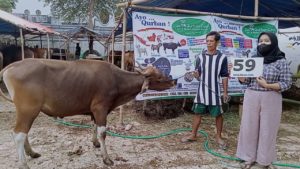 SAPI QURBAN JAKARTA 2022 No:59