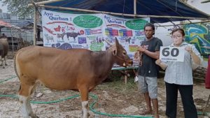 SAPI QURBAN JAKARTA 2022 No:60