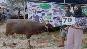 SAPI QURBAN JAKARTA 2022 No:70