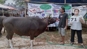 SAPI QURBAN JAKARTA 2022 No:71